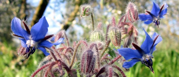 Fiori di Borragine